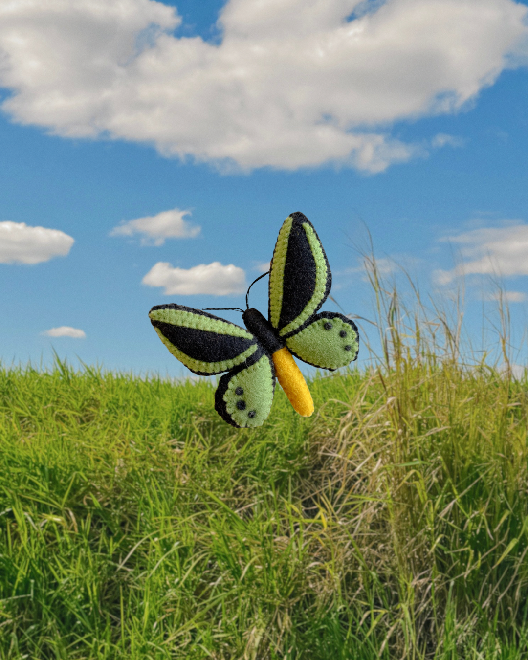 PRE-ORDER Cairns Birdwing Butterfly (Male)