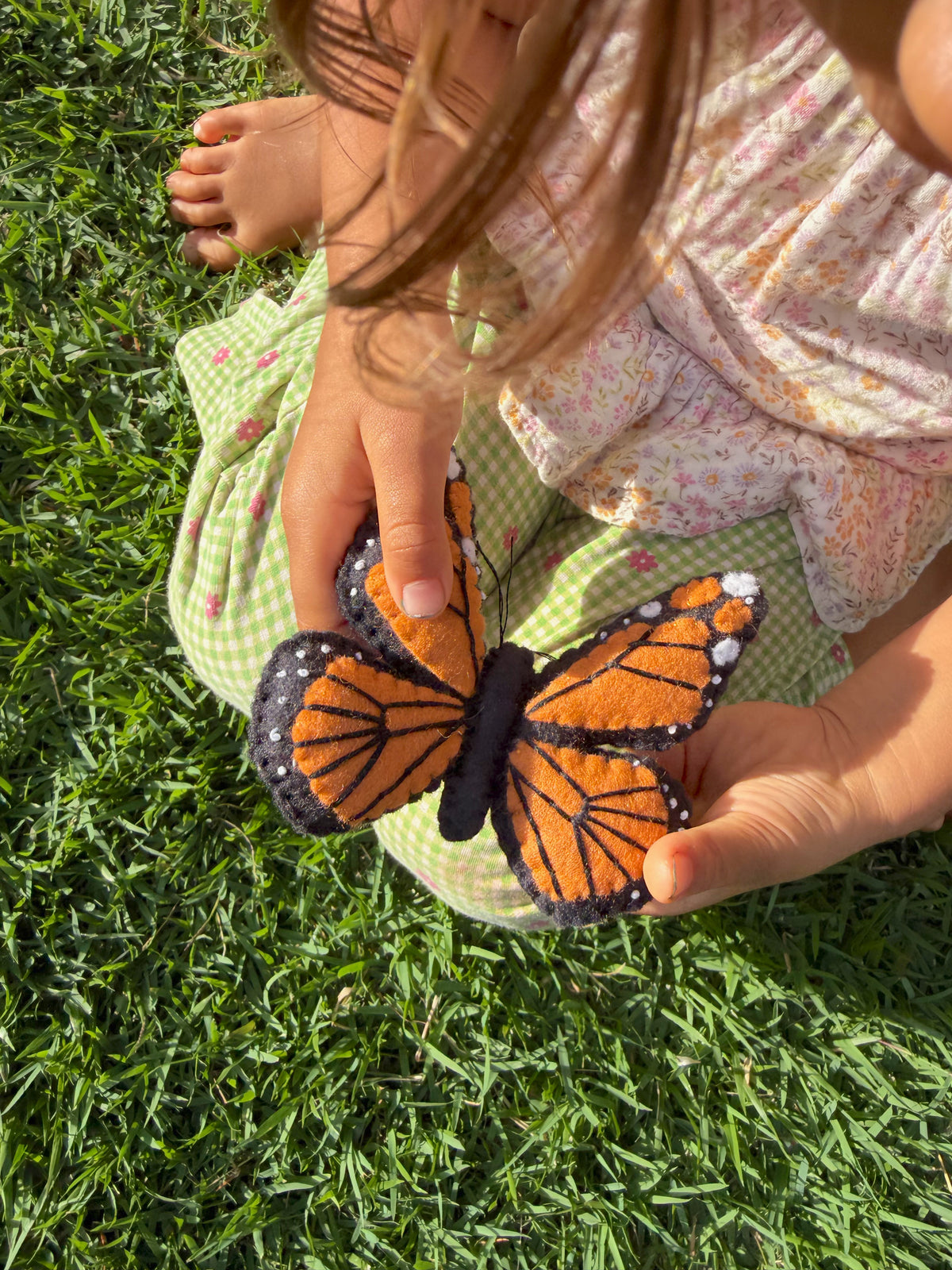 Monarch (Wanderer) Butterfly