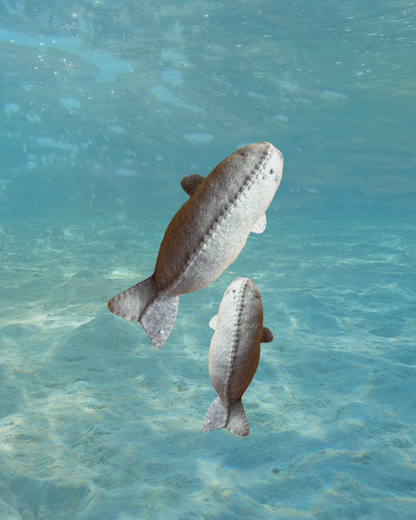 Dugong & Calf duo
