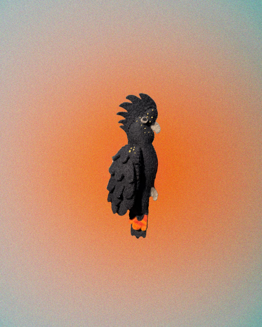 PRE-ORDER Red-tailed Black Cockatoo (female)