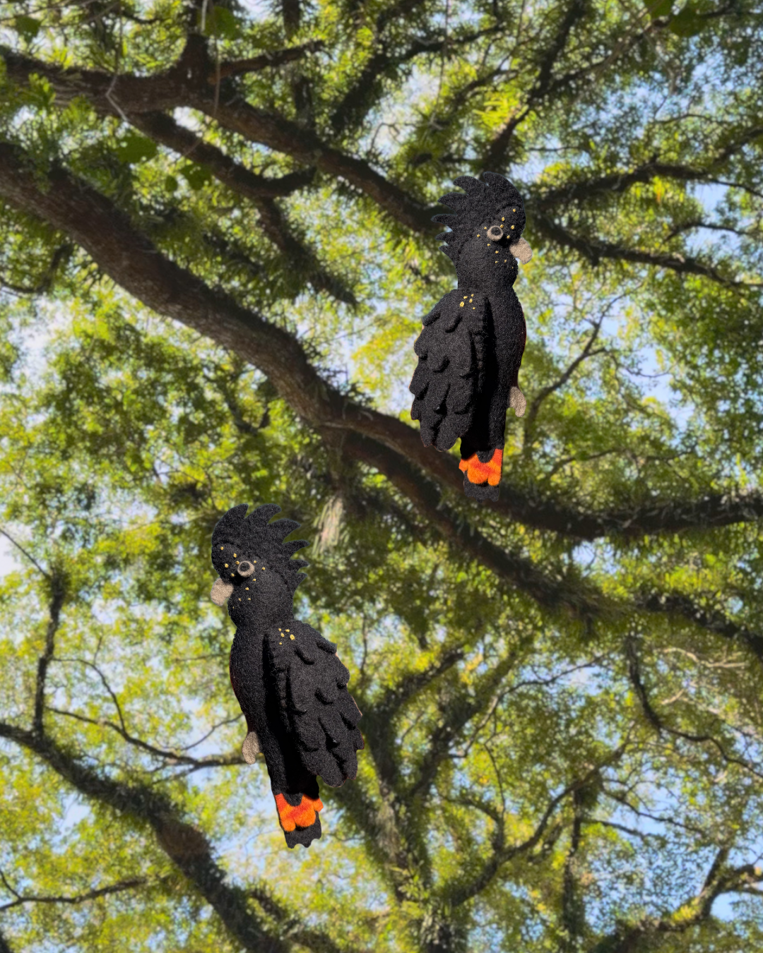 PRE-ORDER Red-tailed Black Cockatoo (female)