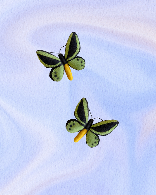 PRE-ORDER Cairns Birdwing Butterfly (Male)