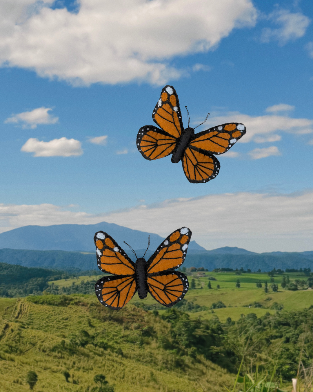 Monarch (Wanderer) Butterfly